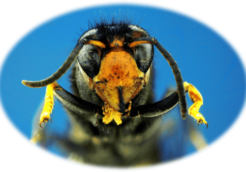 Head of an Asian Hornet