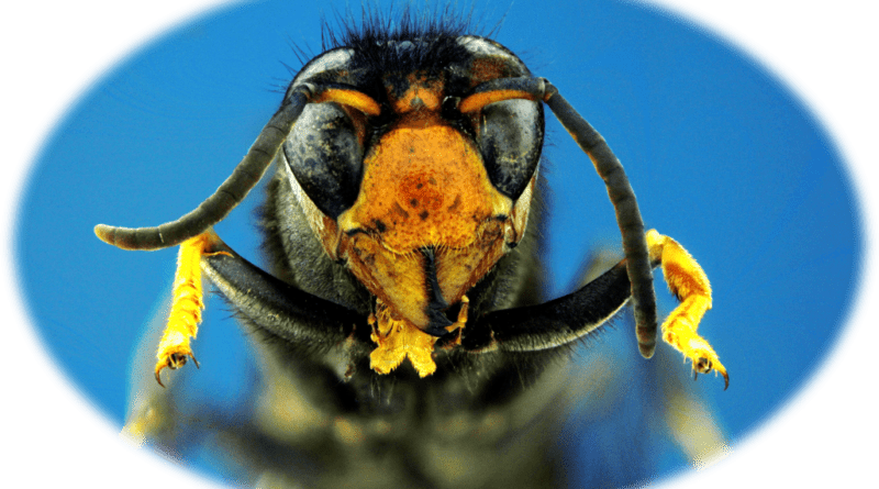 Head of an Asian Hornet