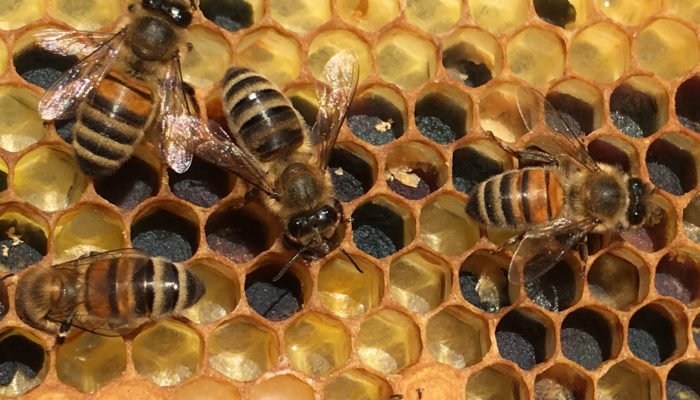 Bees on comb filled with with Pollen