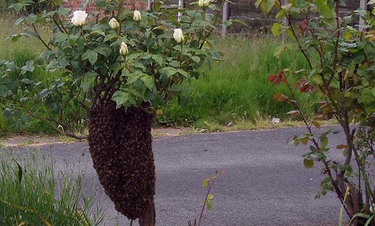 Honeybee swarm