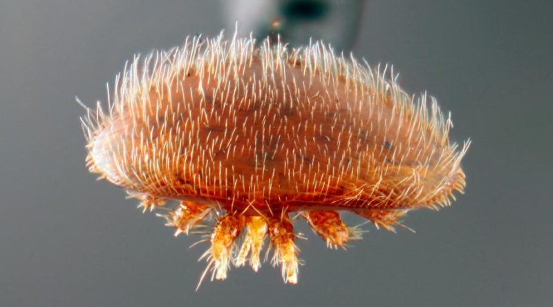 Varroa mite